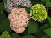 沭阳县经纬园林绿化工程有限公司 沭阳县经纬园林绿化工程有限公司