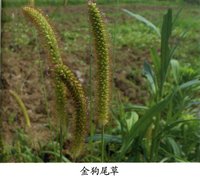 狗尾草属5种植物叶片的形态特征