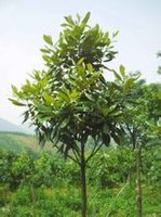 广玉兰 广玉兰
