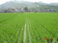 籼型杂交水稻