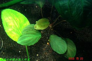 辣椒榕是一种植物,产地广布