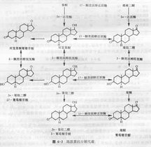 雄激素
