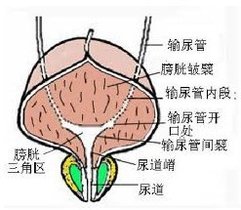 膀胱三角区是指位于两输尿管口与尿道口三者连