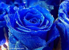 蓝色玫瑰是一种转基因的玫瑰品种