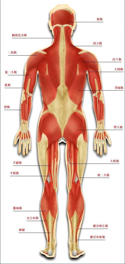 肌肉系统_360百科