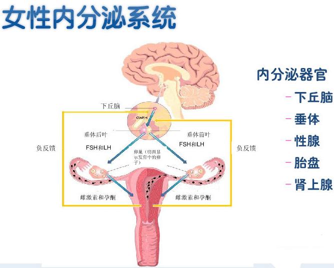 月经前能吃海鲜么_来白带不来月经初潮_14女生月经期间肚子疼(4)