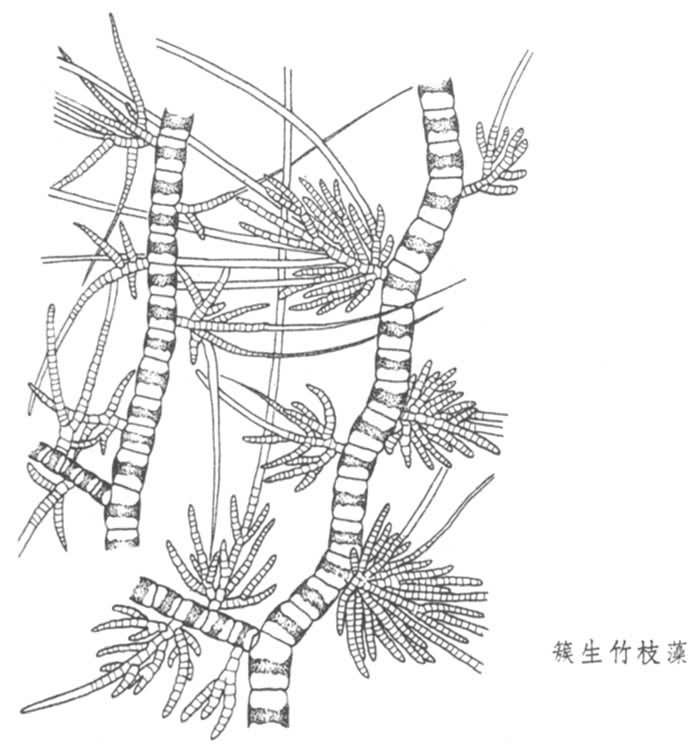 环毛蚓横切面手绘图