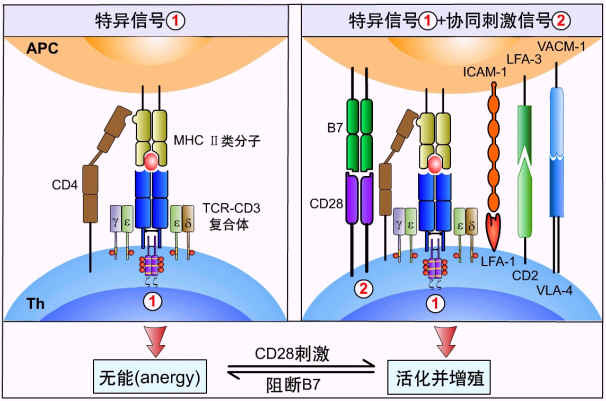 其中cd4和cd8是区分成熟t细胞亚群的主要表面