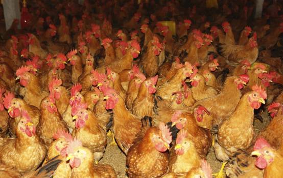 戴圩镇板材产业发展在邳州市处于领先位次