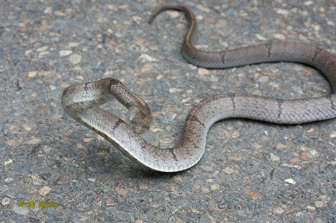 中国小头蛇_360百科