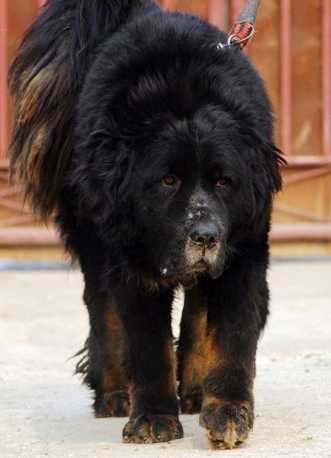 卓木强巴等人为什么要离开西藏