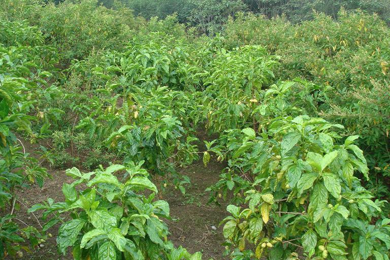 大叶千斤拔与海巴戟套种