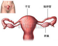 <em>输卵管</em>通水_历史版本_360百科