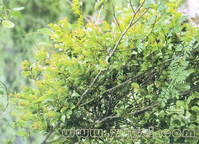 槲寄生桑寄生科植物多为半