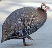 珍珠鸡在26~66周龄时为产蛋期