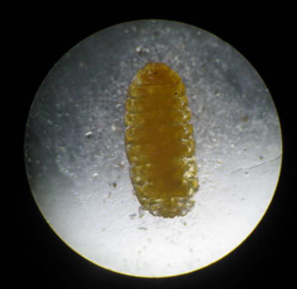 麦红吸浆虫雌成虫体长2~2
