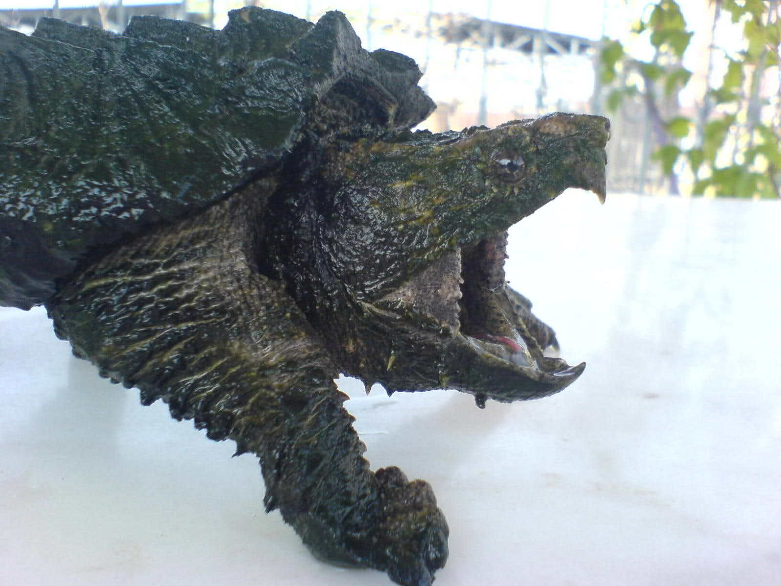 北美鳄龟成体图片-图库-五毛网