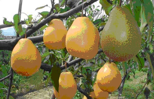 徐香猕猴桃苗哪里买卖比较好的 徐香猕猴桃价