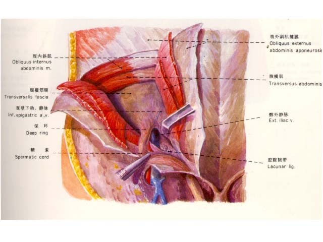 包绕精索和睾丸形成提睾肌