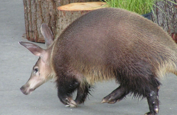 身强力壮的意思_身强力壮的强的意思_身强力