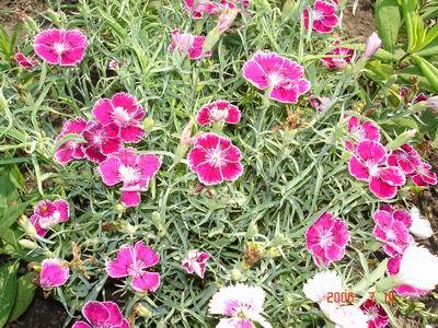 五彩石竹_360百科