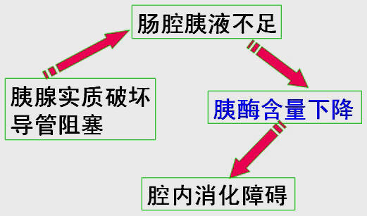胰腺