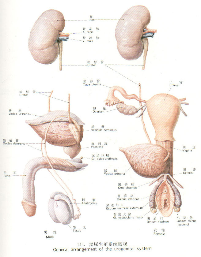 <em>泌尿系统</em>梗阻是指肾盂至尿道外口存在各种梗阻