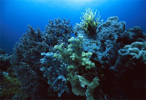 海绵纸手工贴-动物海棉纸 小动物海棉纸粘贴画 动物海棉卡通可爱