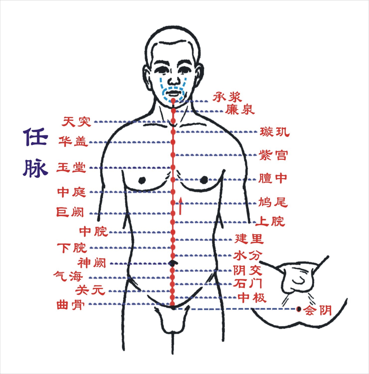 十二、足厥阴经脉与腧穴-中国推拿-医学