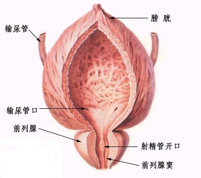 virchow曾将肥大的前列腺体描写成为肌瘤或
