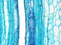 南瓜茎纵切结构图图片