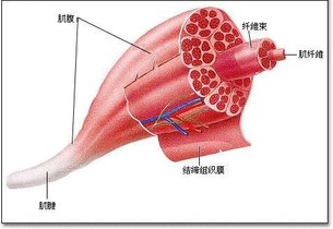 骨骼肌_好搜百科