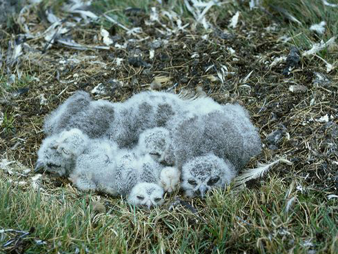 每日一图知一鸟之雪鸮