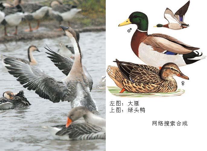 雁鸭类