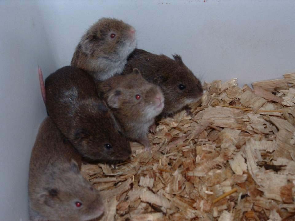 致富养田鼠视频二:蜜蜂的养殖技术(三)