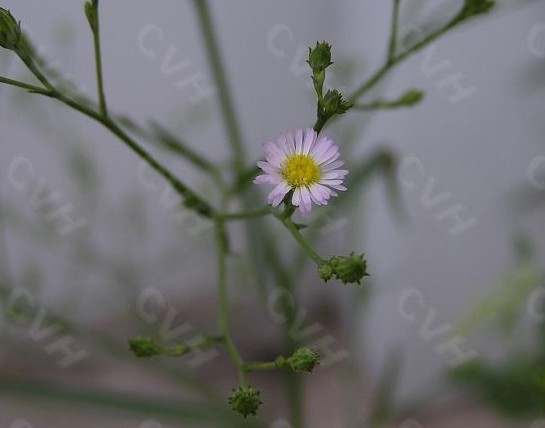 钻叶紫菀开花图片图片