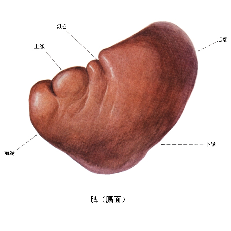 江海报览 馆藏分类 脾的生理功能:脾主运化,脾主统血 1.