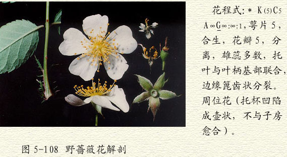 蔷薇科中药配方颗粒微生物限度检查法方法学研究