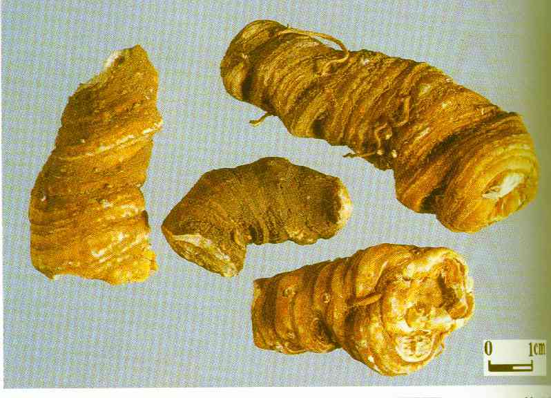 简介   重楼,道教指气管,又称十二重楼.