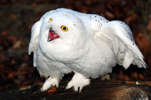 每日一图知一鸟之雪鸮 - 鸟网文章 鸟网